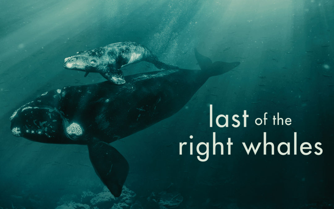 World Premiere of Last of the Right Whales Documentary