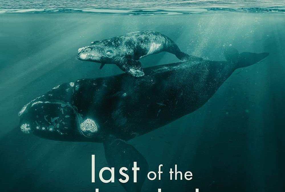 Last of the Right Whales