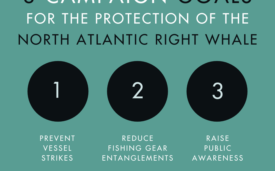Impact Report for Last of the Right Whales Campaign